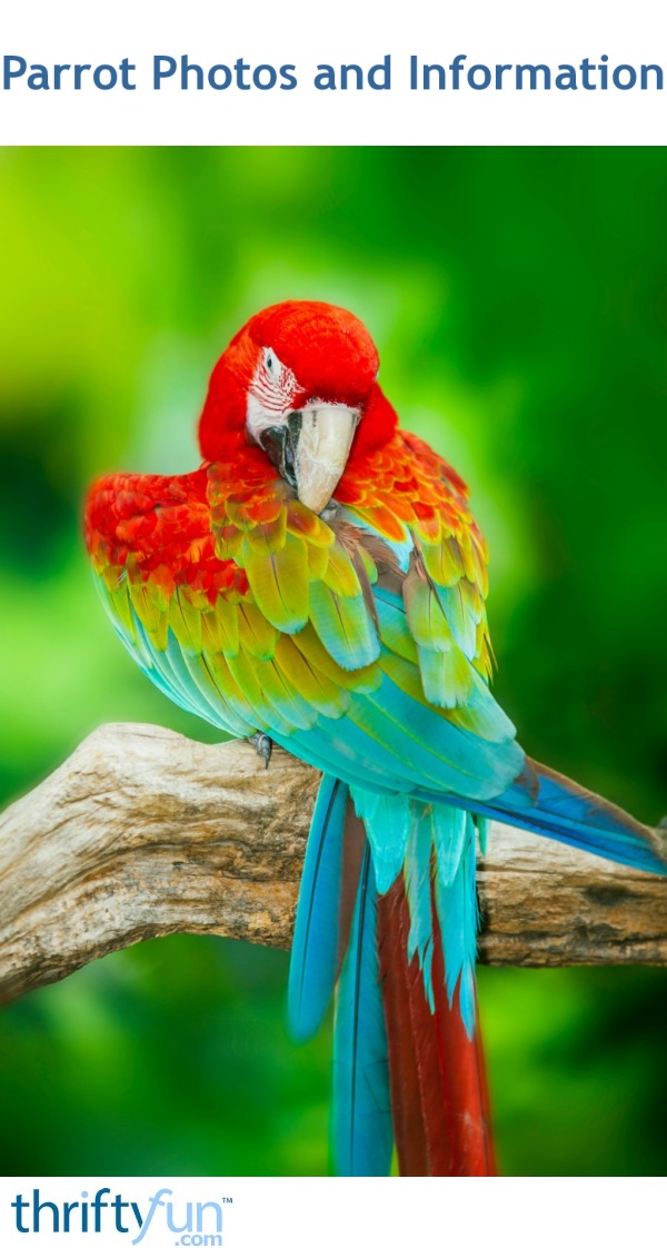 Parrot Photos and Information | ThriftyFun