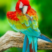 red, blue, and green macaw