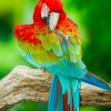 red, blue, and green macaw