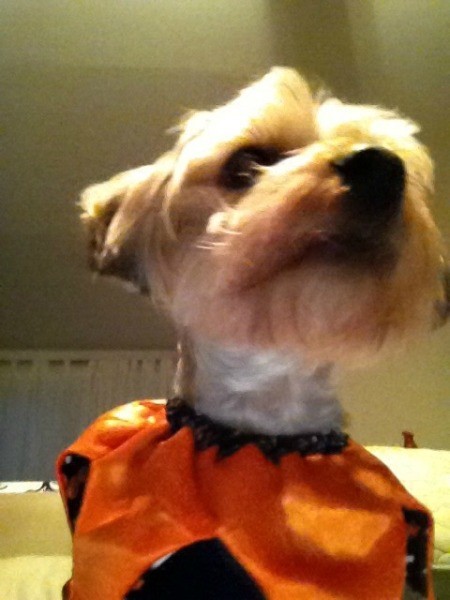 closeup with orange pumpkin collar