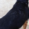 view of hair loss on dog's back