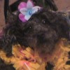 A black toy poodle dressed in a Hawaiian costume.