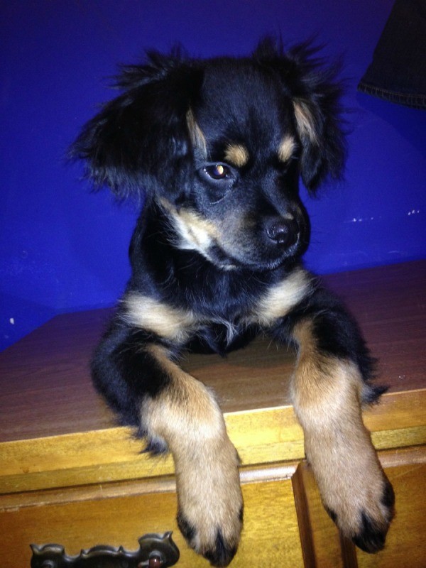 closeup of black and tan puppy