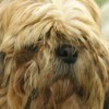 dog with hair covering its eyes and messy coat