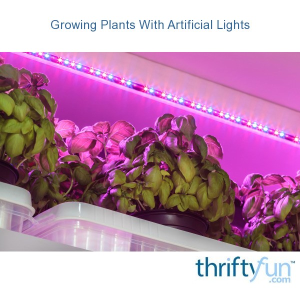 Growing Plants With Artificial Lights ThriftyFun