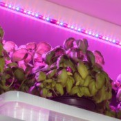 growing basil under LED lights