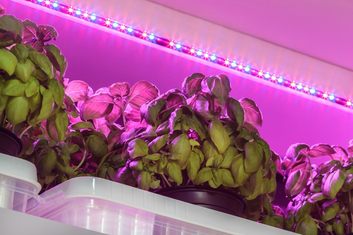 Growing Plants With Artificial Lights ThriftyFun