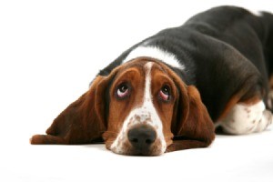 Bassett Hound lying down and looking up