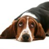 Bassett Hound lying down and looking up