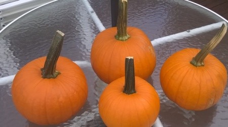 four small pumpkins