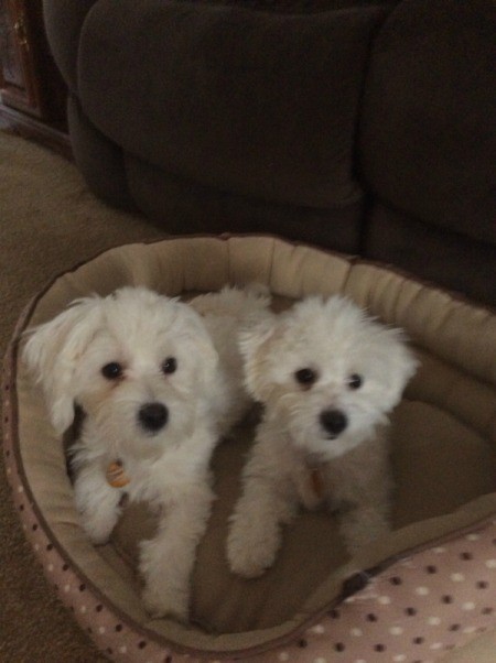 puppies in a dog bed