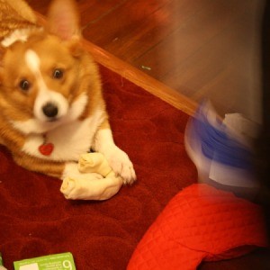 Corgi with Christmas stocking