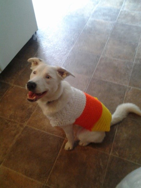 wearing a candy corn colored sweater