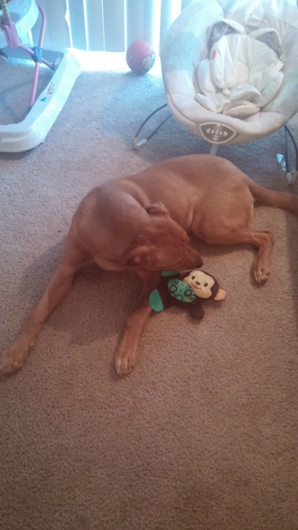 brown dog with toy