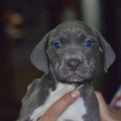 black puppy with white chest
