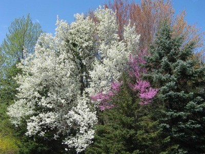 Flowering spring trees
