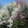Flowering spring trees