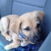puppy curled up on car seat