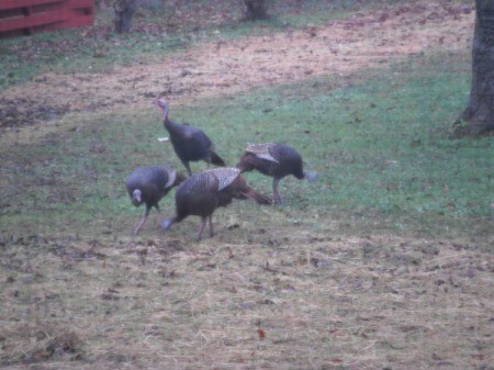 four wild turkeys in the snow