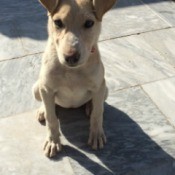 tan dog sitting in car
