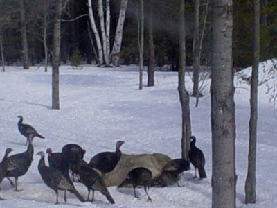 turkeys in the snow