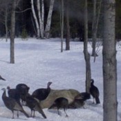turkeys in the snow