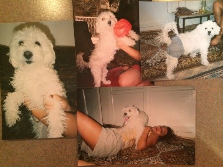 montage of dog photos