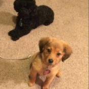 one black and one brown puppy