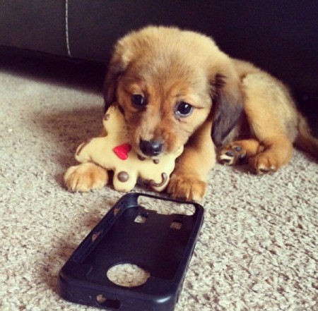 brown puppy with toy