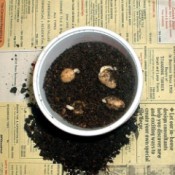 Test Seeds For Viability