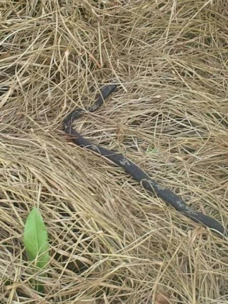small snake in hay