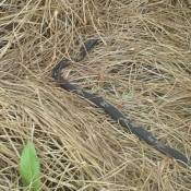 small snake in hay