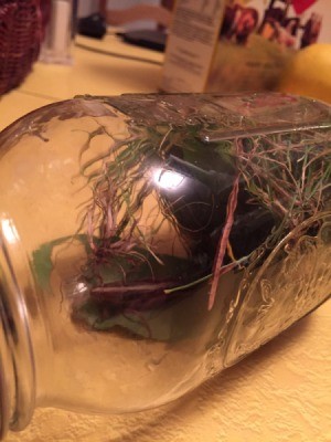 large glass jar with hopper and vegetation