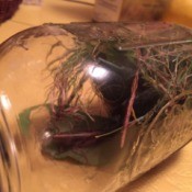 large glass jar with hopper and vegetation