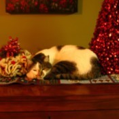 tabby cat lying next to red Christmas tree decoration