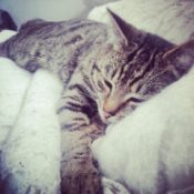 tabby male cat