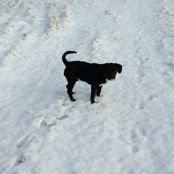 Jackson in the snow