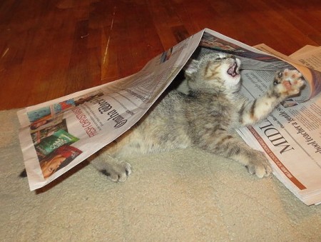 under newspaper