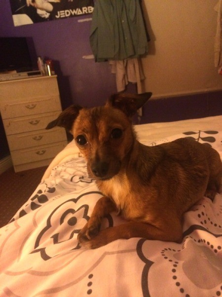 small brown dog on bed