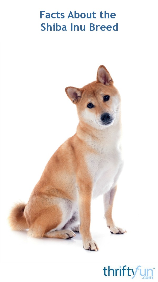 Facts About the Shiba Inu Breed | ThriftyFun