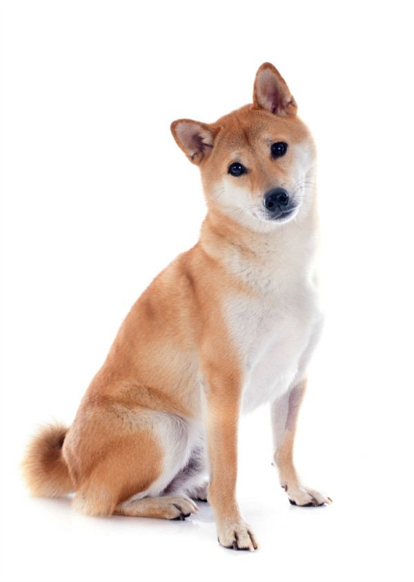 Facts About the Shiba Inu Breed ThriftyFun