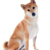 Shiba