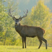 deer standing in a meadow