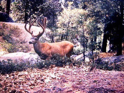 deer with large antlers