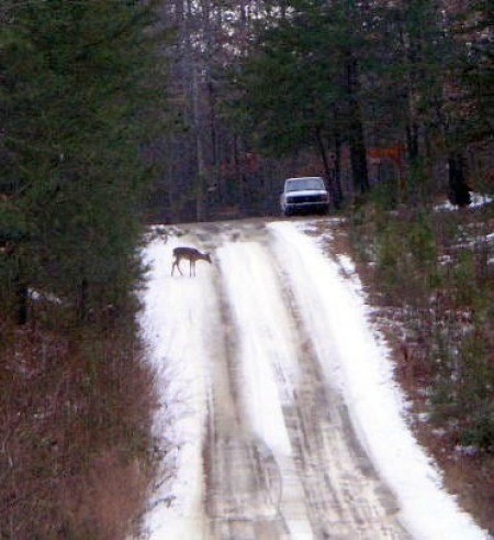 deer on snowy road