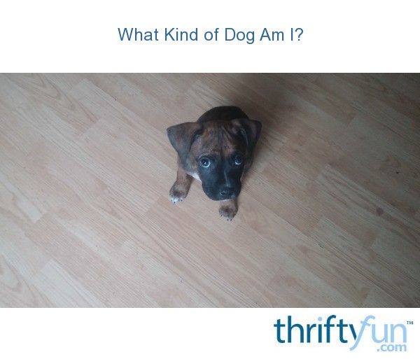 What Kind of Dog Am I? ThriftyFun