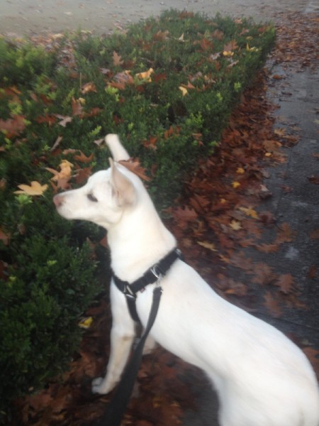 outside on a halter