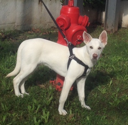 white dog on halter near fire hydrant