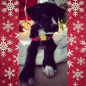 black dog with white on feet and nose