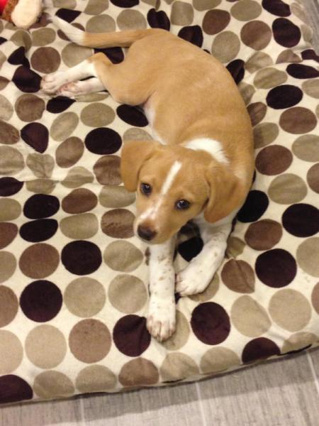 tan and white Beagle mix on polka dot bedding